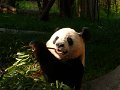 Pandas (035)